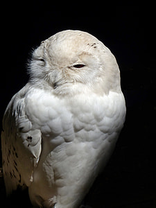 closeup photo of white owl thumbnail