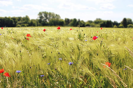 red and purple petaled flowers field at daytime thumbnail