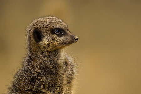shallow focus photography meerkat thumbnail
