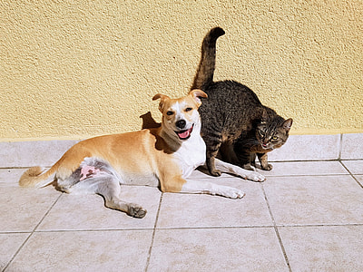 medium short-coated tan dog with cat beside wall thumbnail