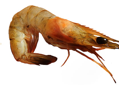 shrimp thumbnail