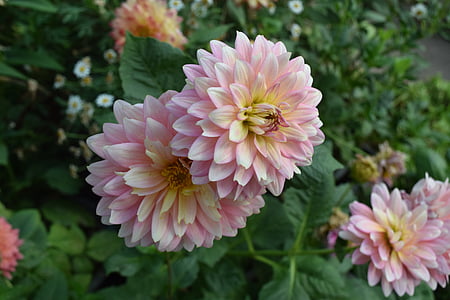 selective focus photo of pink dahlia flowers thumbnail