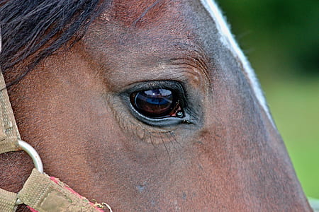 brown horse thumbnail