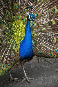 peacock displaying his feathers thumbnail
