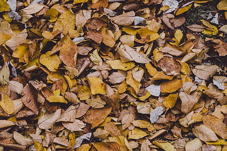 macro photography of withered leaves thumbnail