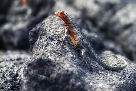 Black Lizard on Stone thumbnail