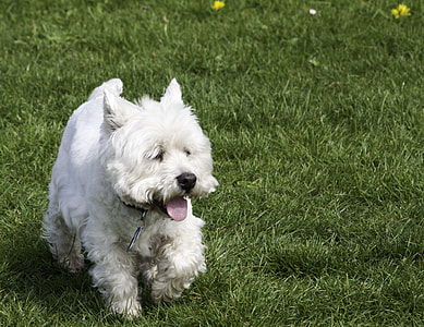 West Highland White Terrier, Dog thumbnail