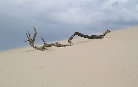 grey driftwood on white sand thumbnail