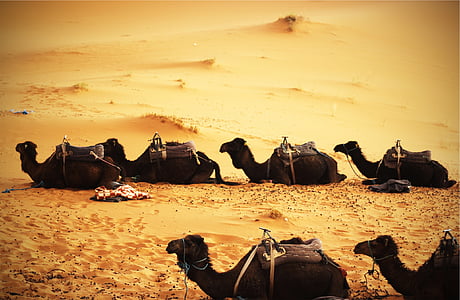 six brown camel on brown sand thumbnail
