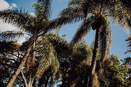 Tropical Botanical Garden in Belem, Lisbon, Portugal thumbnail