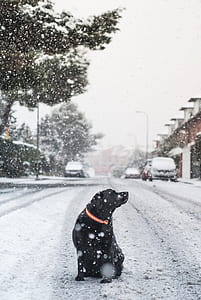 adult black Labrador retriever sitting on snow covered road thumbnail