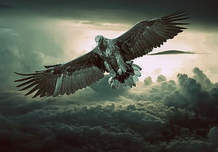 brown eagle thumbnail