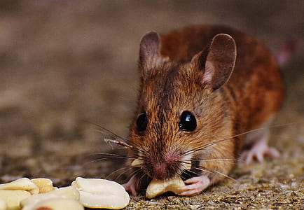 brown rat eating nut thumbnail