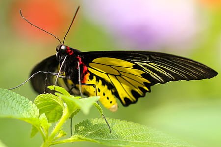 macro photograph of butterfly on leaf thumbnail