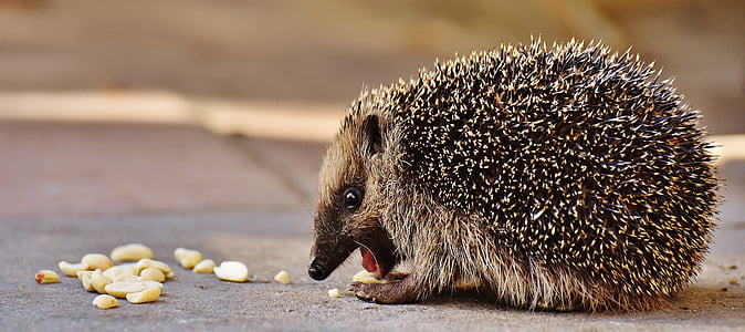 choco hedge hog thumbnail