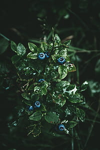 blueberry plant thumbnail
