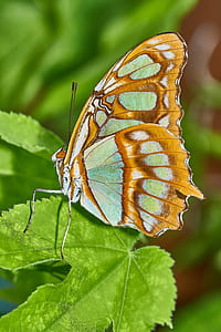 malachite butterfly perching on palmate leaf thumbnail