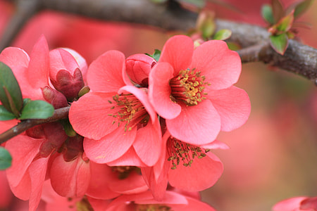close view of pink cherry blossoms thumbnail