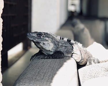 focus photo of gray reptile thumbnail