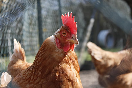 close-up photo of brown hen thumbnail