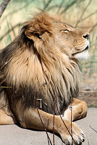 brown lion photo thumbnail