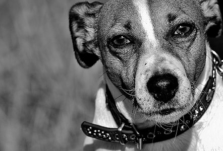 grayscale of short-coated dog thumbnail