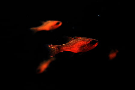 focus photography of red fish thumbnail