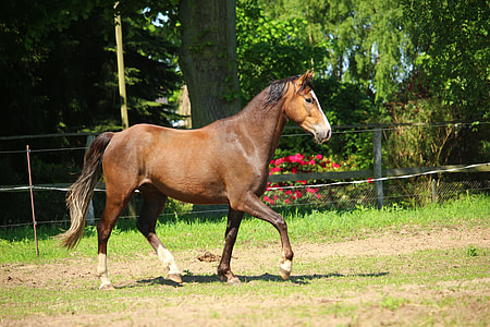 brown horse on green grass thumbnail
