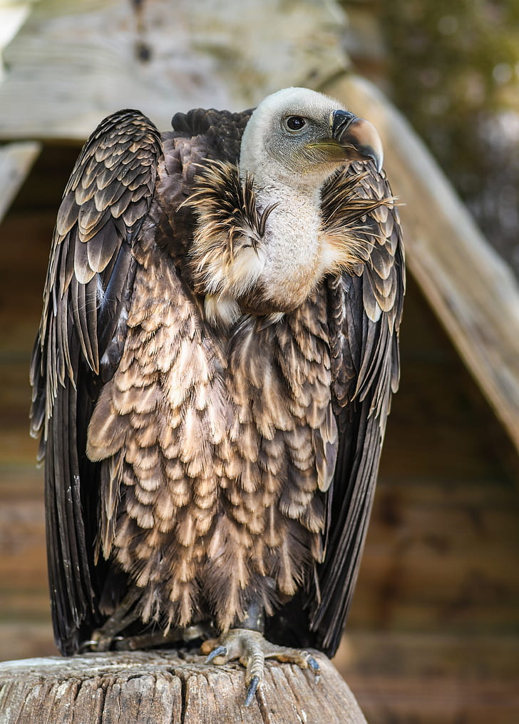 selective focus photo of griffon vulture perching on brown tree log
