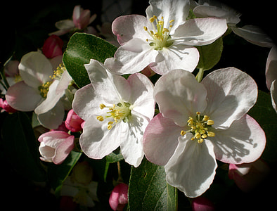 white and pink apple blossoms in close-up photography thumbnail