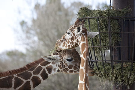 shallow focus photography of brown giraffes thumbnail