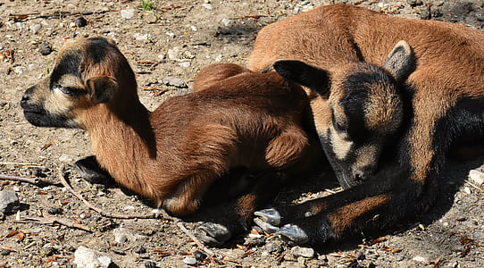 two goats lying on soil thumbnail