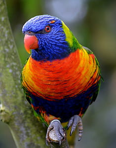 bird on tree branch thumbnail