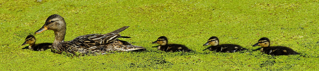 brown duck and four black ducklings on green leafed plant thumbnail