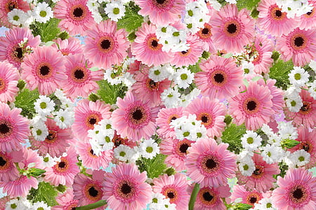 pink sunflower lot thumbnail