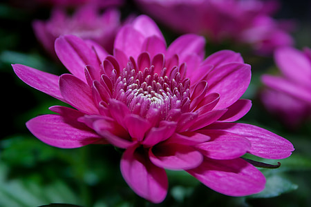 purple petaled flower thumbnail