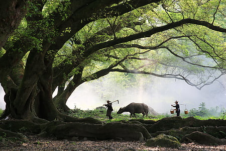 two man standing beside water buffalo near tree thumbnail
