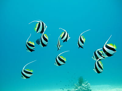 fishes in body of water thumbnail
