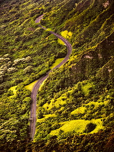 road, nature, forest, trees thumbnail