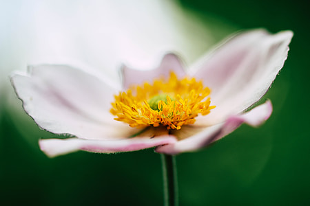 closeup photography of pink anemone flower with yellow stigma thumbnail