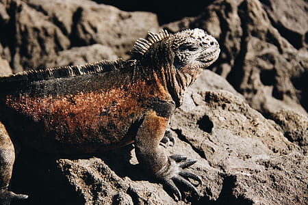 black iguana on rock thumbnail