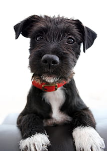 short-coated black and white puppy with red collar on focus photo thumbnail