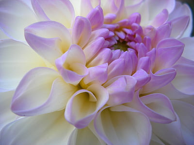 purple petaled flower thumbnail