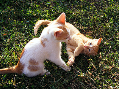 white and orange kittens on green grass thumbnail