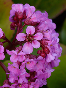 Bergenia, Settled Wurz thumbnail