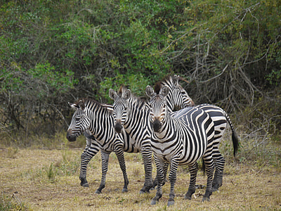 four zebra near trees during daytime thumbnail