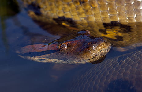 anaconda on body of water thumbnail
