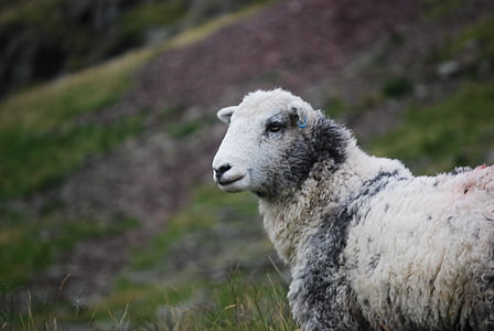 white and gray sheep in close-up photography during daytime thumbnail