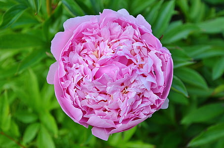 closeup photography of pink peony flower thumbnail