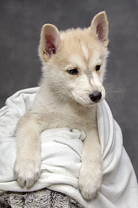 white and brown short-coated puppy thumbnail